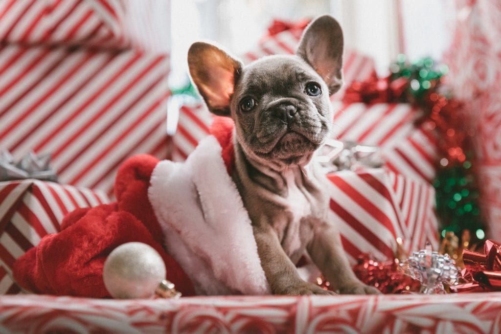 French Bull Dog as Christmas present after shots at Veterinarian Brentwood TN