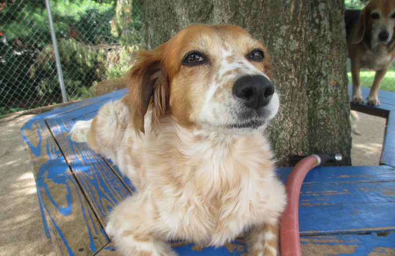 A Happy dog under a shade tree at Crossroads Pet Professionals