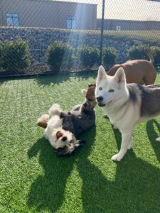 Veterinary Hospital in Brentwood, TN | Doggie Daycare